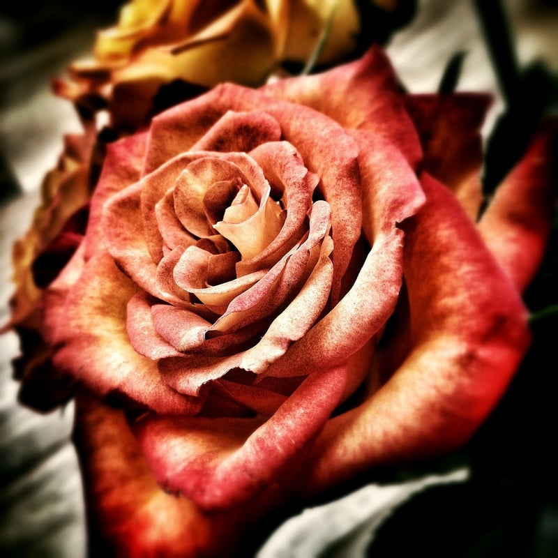 Rose Garden