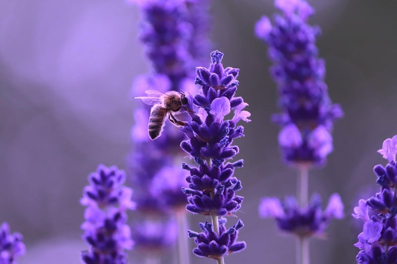 Lavender Plant