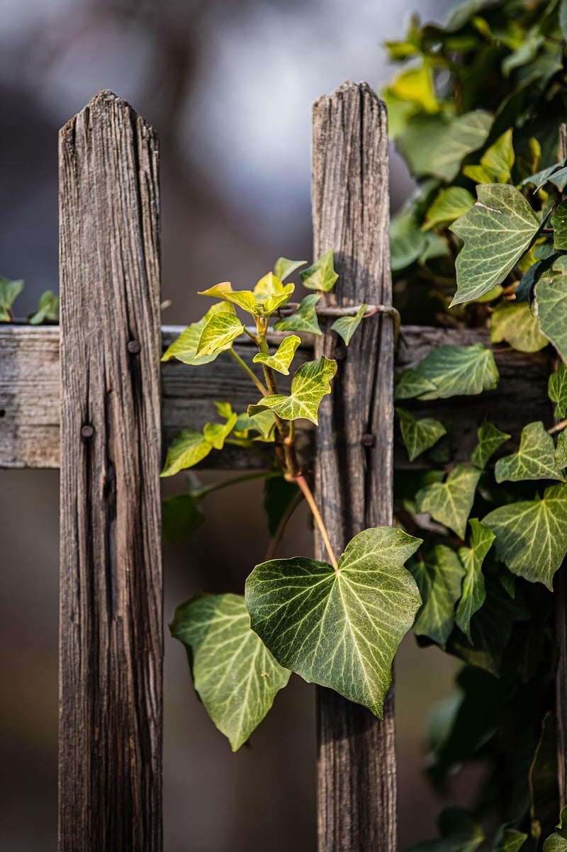 DIY Pallet Garden